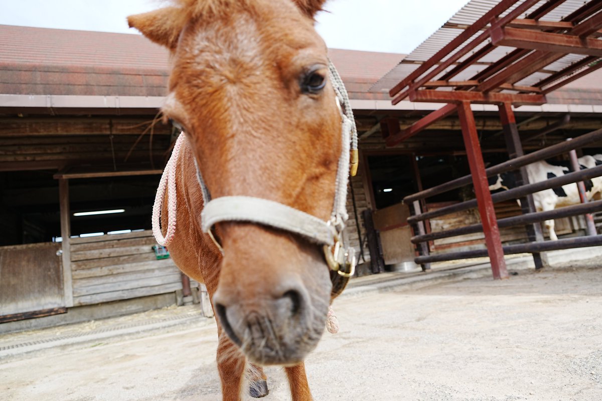 ichikawa_zoo's tweet image. ベニーだよん
夏頃のベニー

#市川市動植物園
#うま
#今年は午年