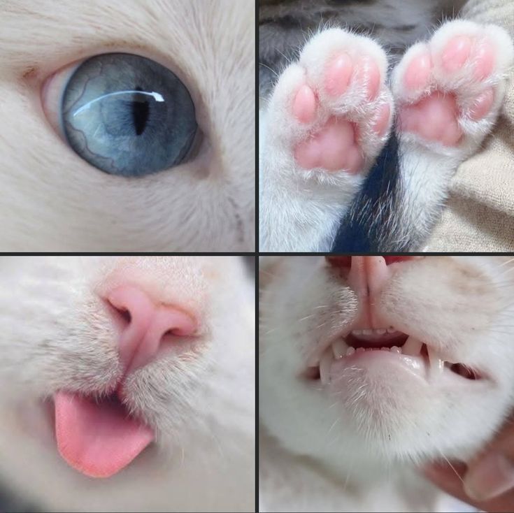 AMAZINGCATSS's tweet photo. https://t.co/EfhU8F3m1j