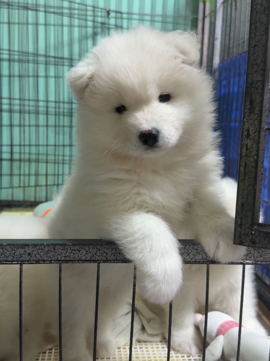 drgiueyw's tweet photo. 狗狗認出主人的一瞬間 https://t.co/K2EAwnmy4T