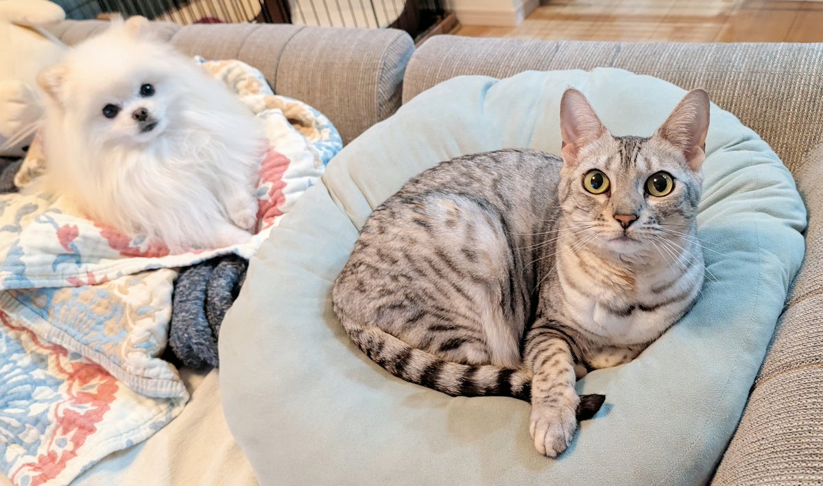 おこめ屋 (@chimaki0328) / Posts / X