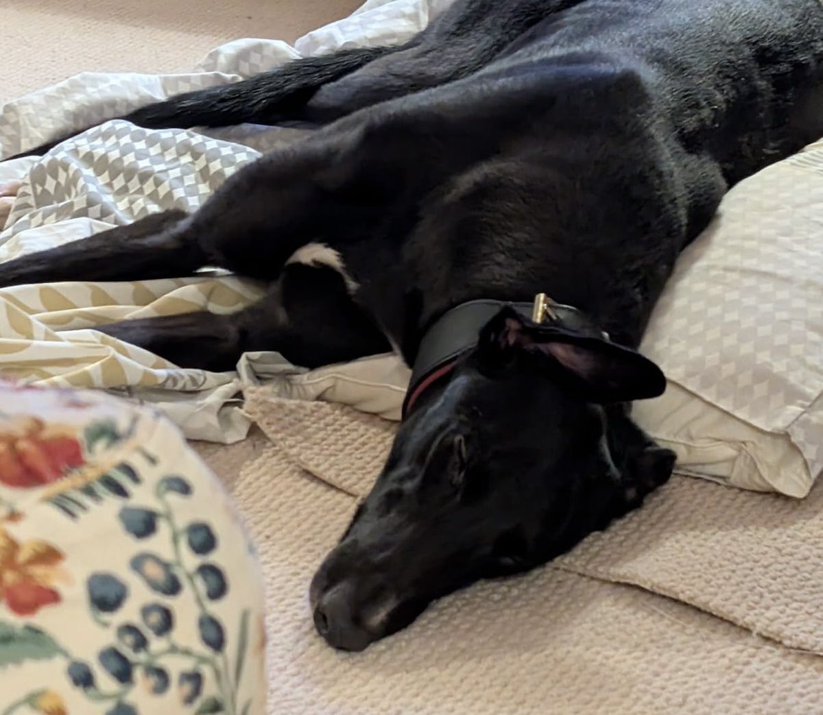 AdachiRetired's tweet photo. Two of our lovely girlies left us yesterday to begin life with their new families!! We’ve had updates that both girls have had a fab first night let hope they continue to settle in smoothly! Happy retirement Esme &amp; Lola 🫶

#RetiredNotRescued #LifeAfterRacing https://t.co/plfCv86mcR