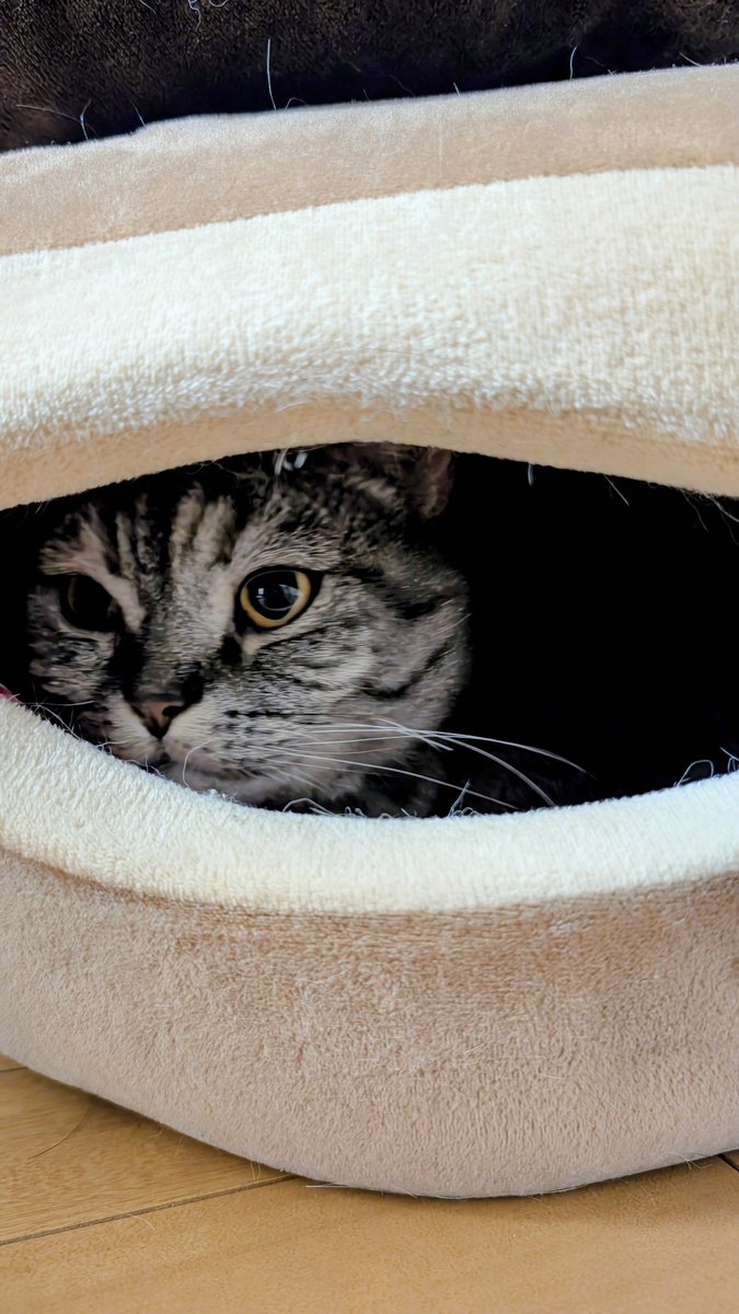 ねこさん⚡(ΦωΦ) (@catnap707) / Posts / X