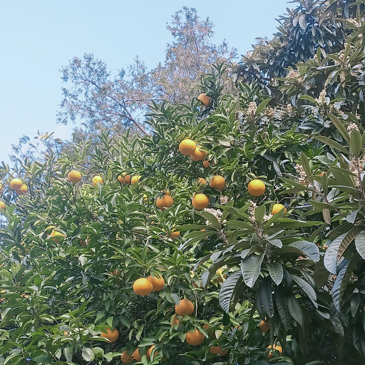 晩酌 銀紋からのお知らせ🏮
1月29日(木)本日18時開店23時半ラストオーダーです。
自家製煮豚で1杯どうぞ🍻
ご来店お待ちしております🙇