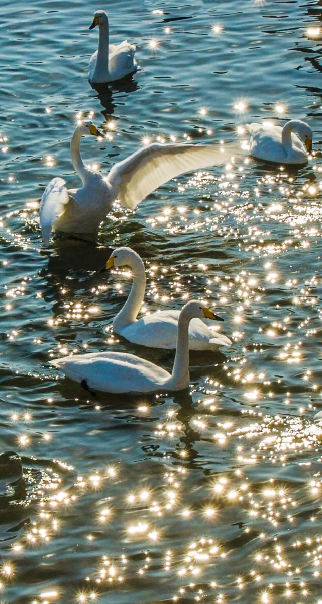 威海的冬日，因天鹅的驻足更显温婉雅致。