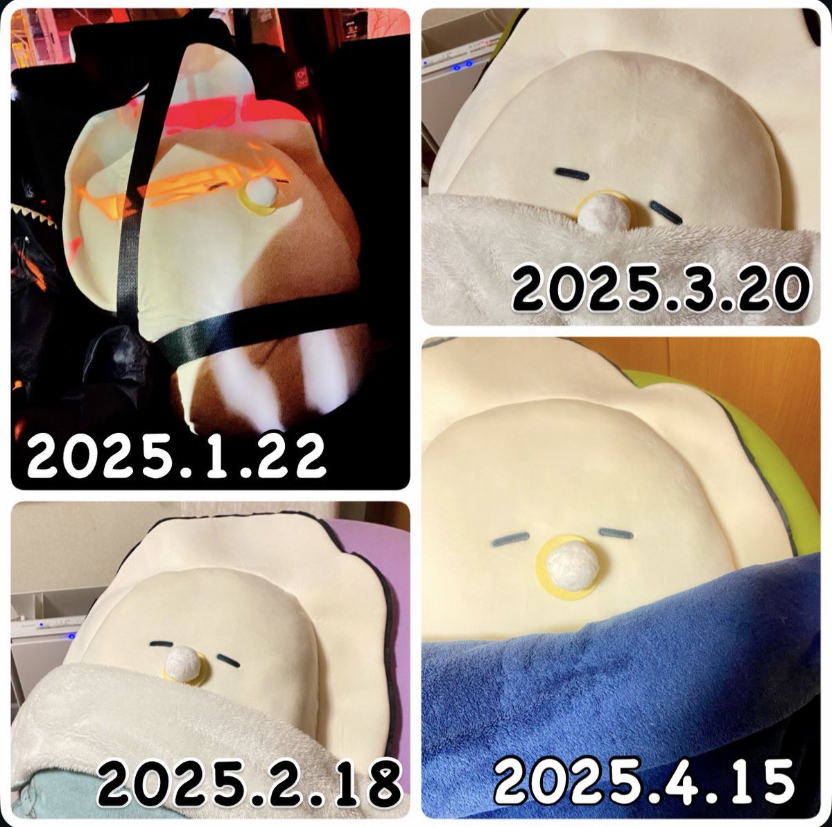 cyakotonix's tweet photo. 家に来てから、1年たった。
月一撮影
こいつ可愛い

今日は日光浴

#つぶらな瞳の仲間達 #つぶ活 #つぶらー 
#つぶらな瞳のなまがき https://t.co/cFBypfNxxh