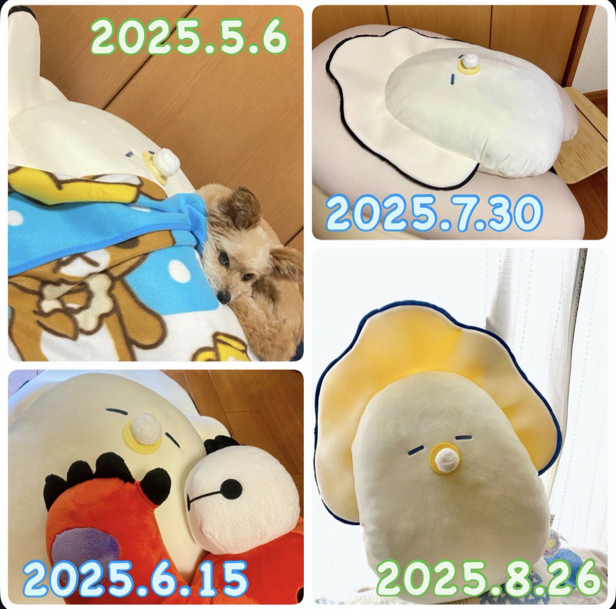 cyakotonix's tweet photo. 家に来てから、1年たった。
月一撮影
こいつ可愛い

今日は日光浴

#つぶらな瞳の仲間達 #つぶ活 #つぶらー 
#つぶらな瞳のなまがき https://t.co/cFBypfNxxh