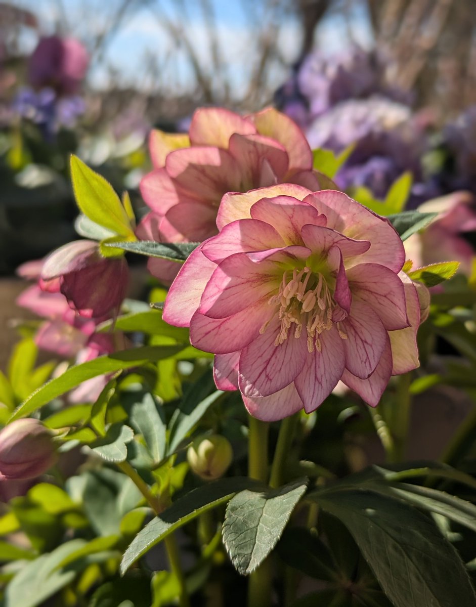 クリスマスローズ ベビードール