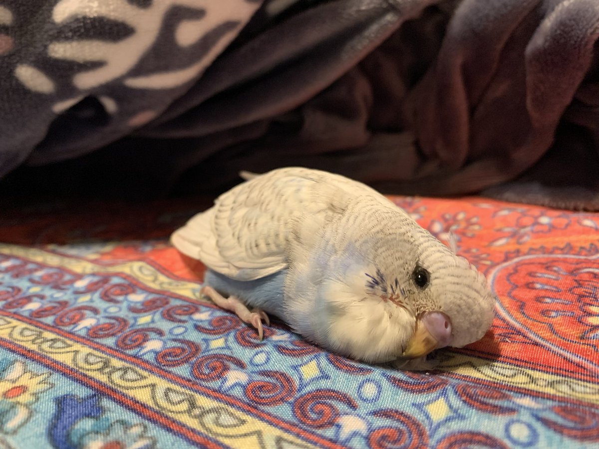 ゆずとろ🐤ｺﾐﾃｨｱ2/22 N12b (@suichan04) / Posts / X