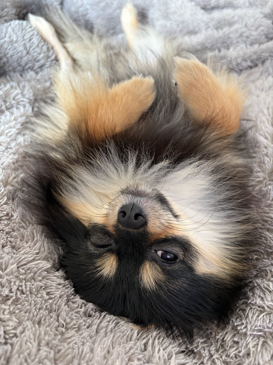 cha_koge's tweet photo. アザラシですか？🦭
#ポメチワ https://t.co/8ArWNuv3gA