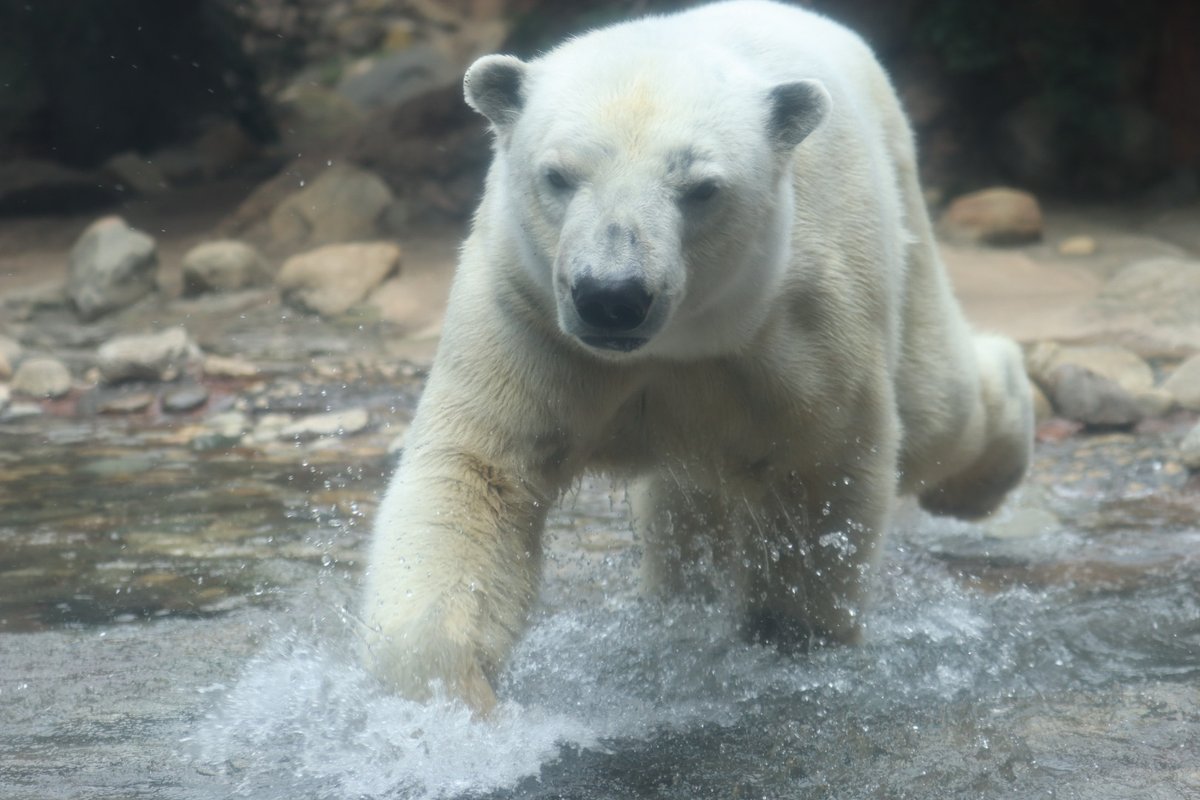あと1週間とちょっとでゴーゴが移動だ
移動前に会いに行かなきゃ！