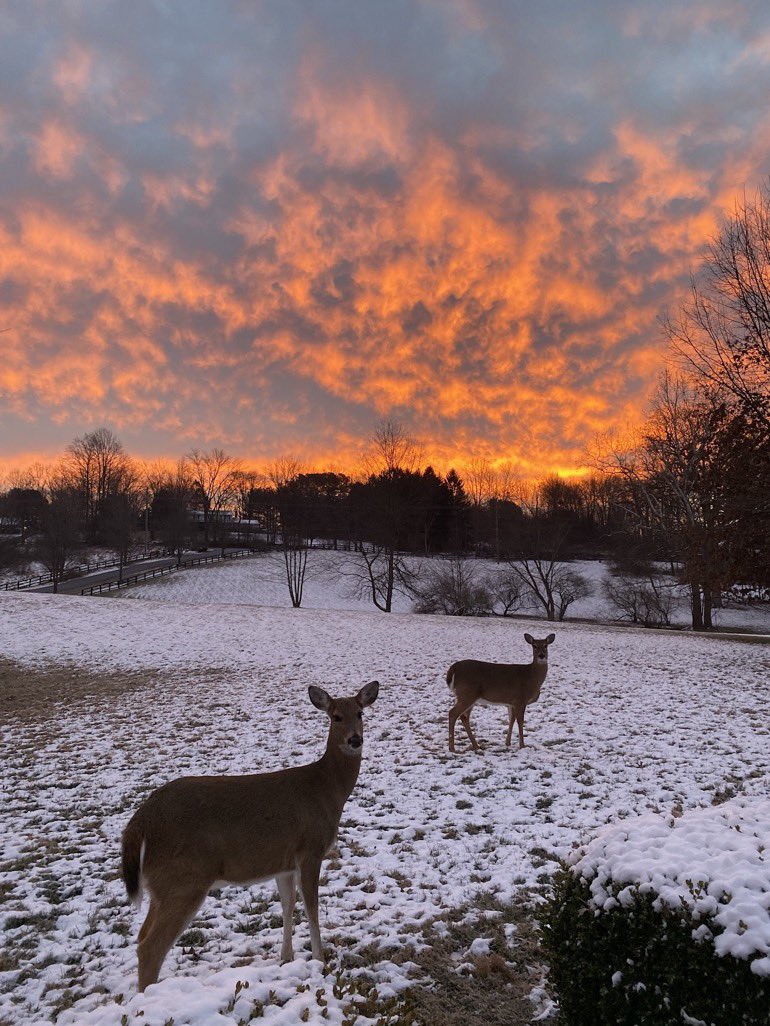 Good Morning good folks. How is everyone today. Sorry I’ve been missing lately. I haven’t felt well but I’m trying. I’m on a 30 day antibiotic medication so hopefully my Carbon Unit will be functioning normally soon. Remember #NoHalfTreats . Say hi please and how you’re doing💛🏈