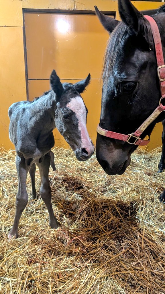 Koushou_F's tweet image. 速報ーッ！！！

キタサンブラック × ミスニューヨーク

の…

派手顔！！！！！爆誕！！！！！
派手顔だァァァァァァァァァッ！！！