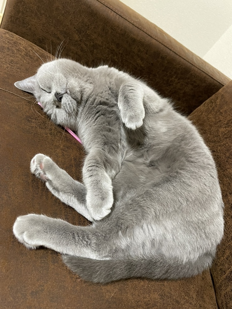 naps_tokai's tweet photo. #ナップス春日井店 です💁♀️💕
やっときた!!ネコチャン!!😻
#ARAI #ASTROGX のNEKO💗
在庫で1個だけ!!
かわいい~💗😺💗😺💗😺💗
はやく私のサイズも届かないかな~🤤💗
おっと...
ついついうちの可愛いプリンセスが...☺️
#ねこ最高
#シャルトリュー https://t.co/6GTTBmaU7T