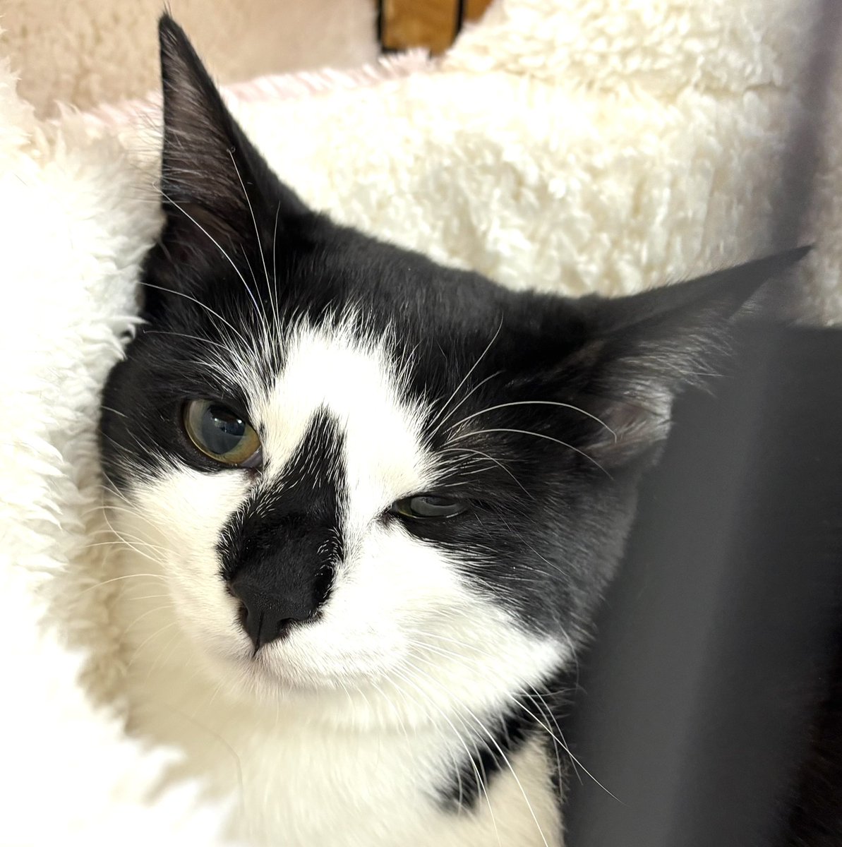 subeneko5656's tweet photo. #拡散希望 

保護猫譲渡会

2月1日（日）
午後1時～3時
天白区・野並どうぶつ病院
天白区野並3丁目484
地下鉄桜通線『野並』駅下車徒歩5分
※Pあり （病院正面・横）

かわいいにゃんこ達がお待ちしております🐾

#保護猫譲渡会 
#里親募集猫 
#ねこ好きさんと繋がりたい 
#ねこ
#子ねこ
#保護猫 https://t.co/kjXLuQxZJP
