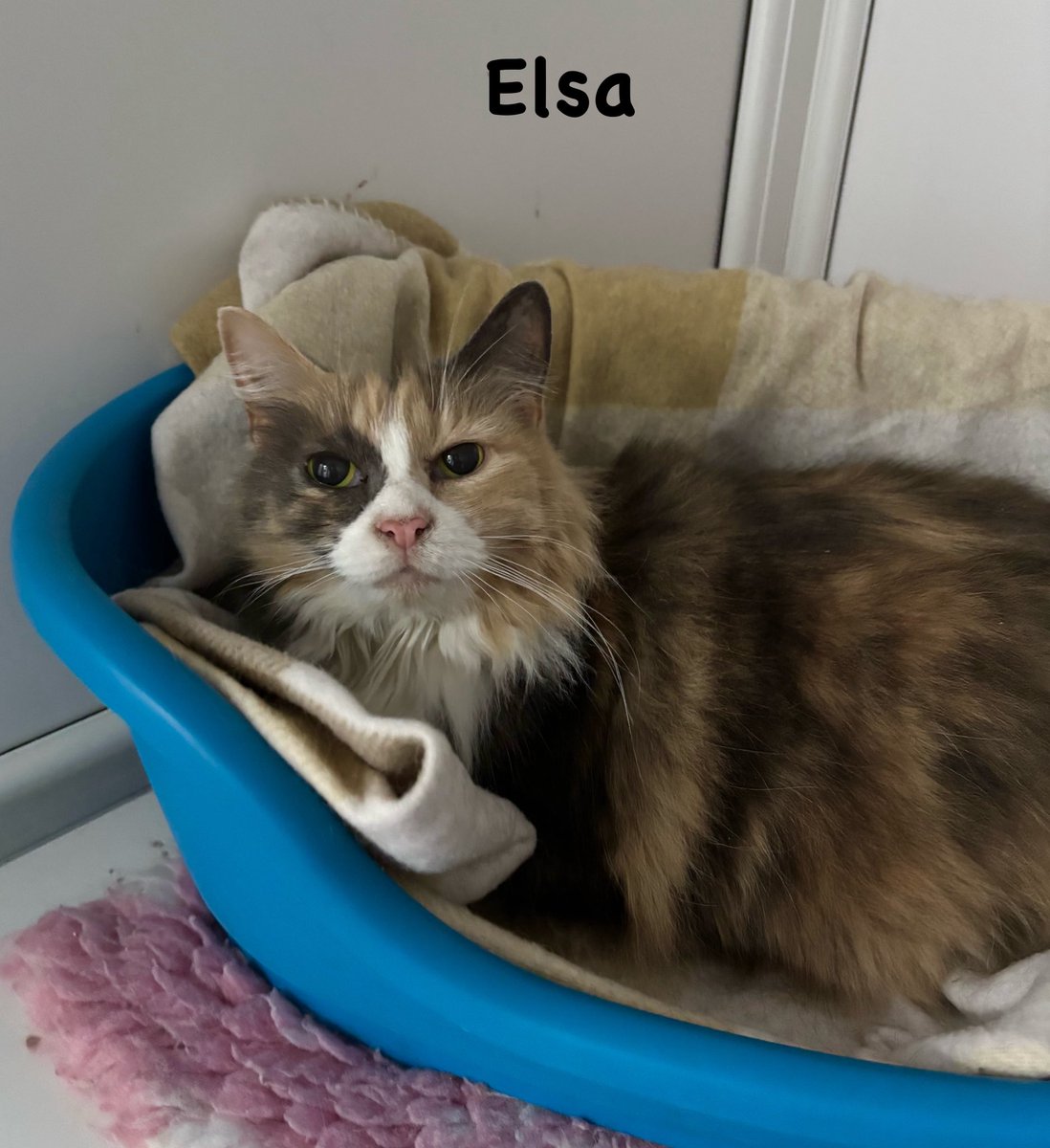 The Scratching Post tweet media