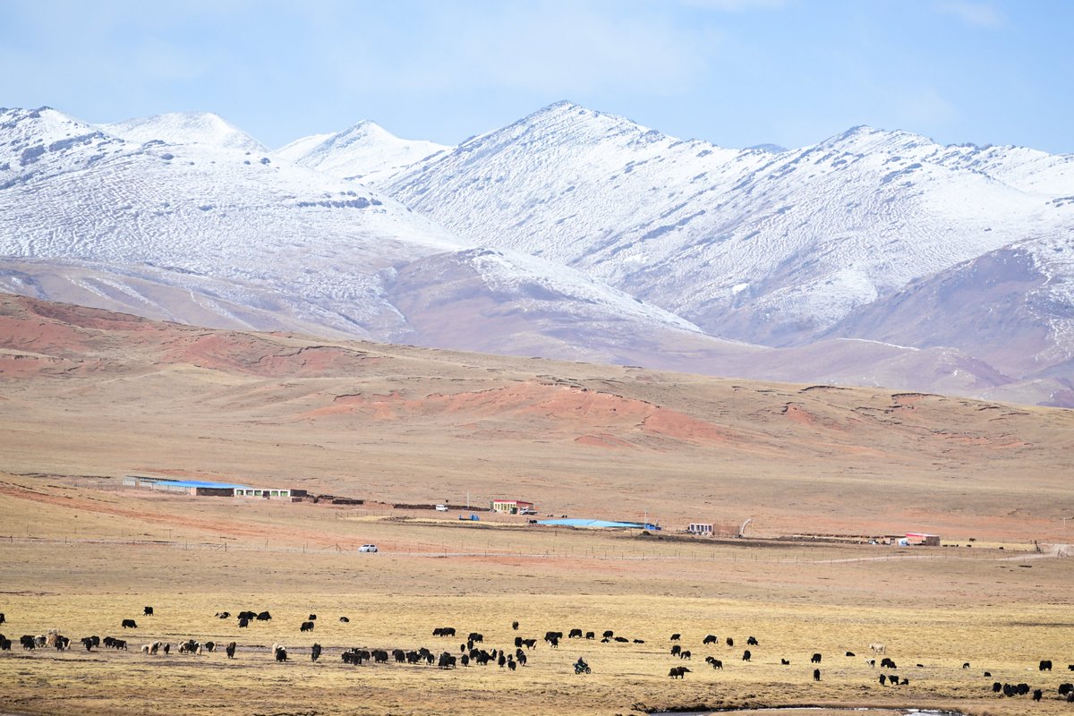QiushiJournal's tweet photo. Protecting the #wildlife sanctuary on the "roof of the world"! Sanjiangyuan National Park, located in western #China on the Qinghai-Xizang Plateau, covers an area of 190,700 sq km and is known as the "water tower of China". It is home to the headwaters of the Yangtze, Yellow and Lancang #rivers, and receives approximately 60 billion cubic meters of high-quality freshwater annually from snow mountains and glaciers. The park supports an extraordinary concentration of wildlife and #plant life: 84 national key protected wild animal species, 832 species of seed plants, and more than 2,200 wild vascular plant species.