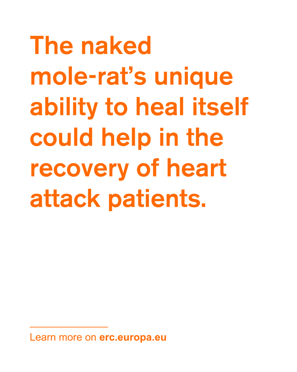 A naked mole-rat may hold the key to healing hearts 🫀 
Researchers have identified a protein that helps regenerate heart muscle and reduce scarring after injury, transforming heart attack treatments.

🔬 link.europa.eu/xcNpqk
🔗 link.europa.eu/FbCFtP

#ERCPoC #EUfunding