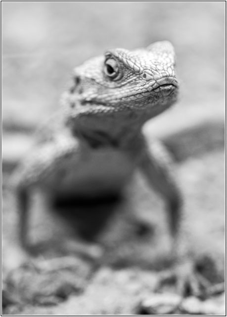 photos_dsmith's tweet image. An agama #lizard basks in the #sunlight looking for its next #meal. Shot in #blackandwhite as a piece of #artwork, #wallart or as a #poster #print. Buy a copy of this #image at our #website darrensmith.org.uk #AnimalLovers #animalphotography #wildlife #photography #photo
