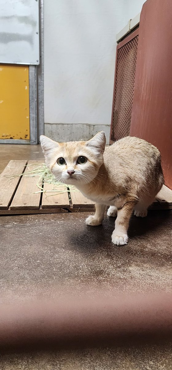 nakprstaff's tweet photo. スナネコのサディーカが帰ってきました！
ネオパークオキナワから無事に到着し、現在は獣舎の散策に勤しんでいます。
これからサディーカのペースで慣れていきます。
展示場に出るまで今しばらくお待ちください！ https://t.co/AOdrjvqkLc