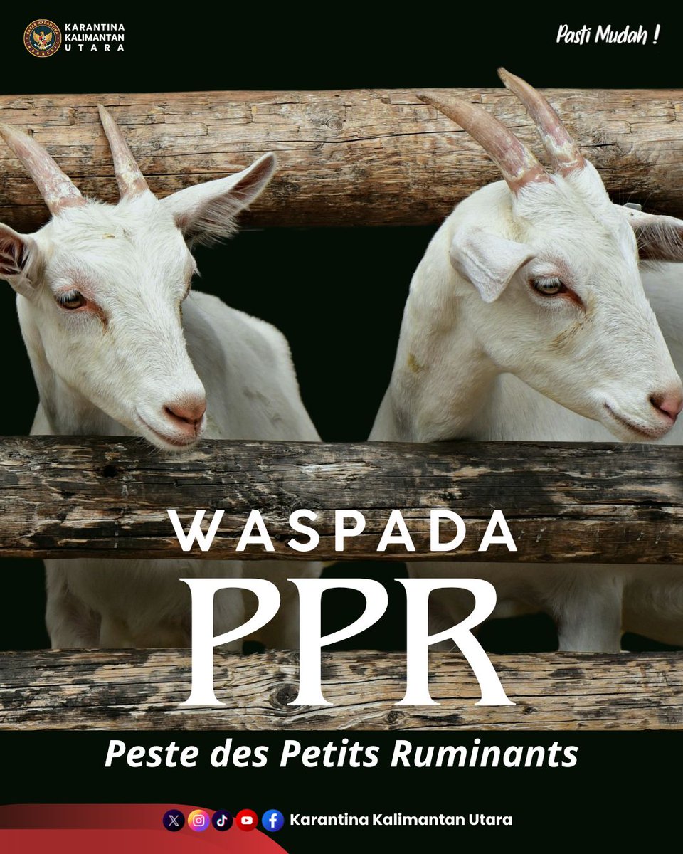 🚨 LAPOR KARANTINA 🚨
Waspada Penyakit PPR (Peste des Petits Ruminants) yang dapat menyerang kambing dan domba.
Selengkapnya instagram.com/p/DUFsKC4CXDU/…

#KarantinaIndonesia
#WaspadaPPR
#CegahPPR
#LindungiTernak
#KesehatanHewan