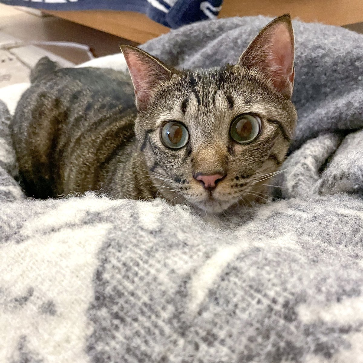 こまるくん (@kshino9842) / Posts / X