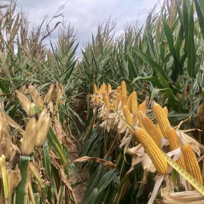 Kalb Farms tweet media