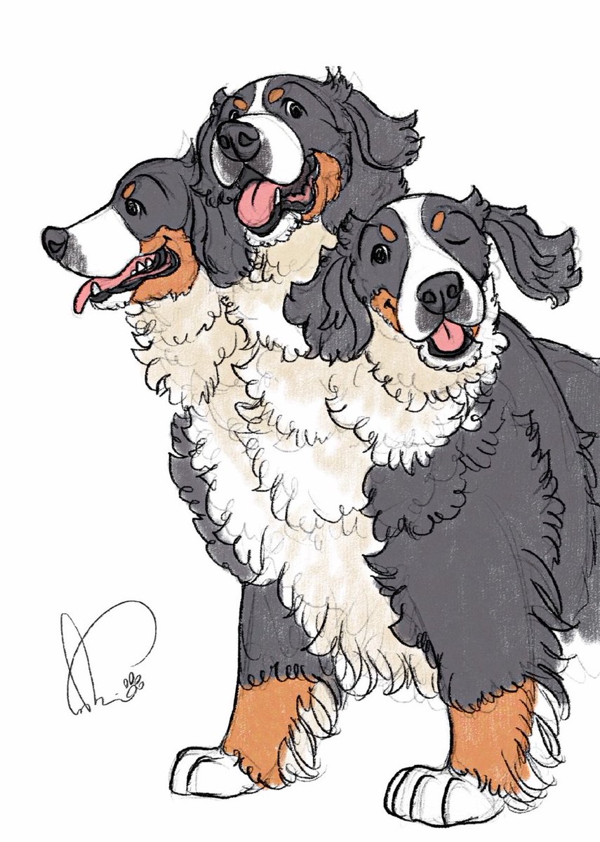 バーニーズ・マウンテン・ケルベロス