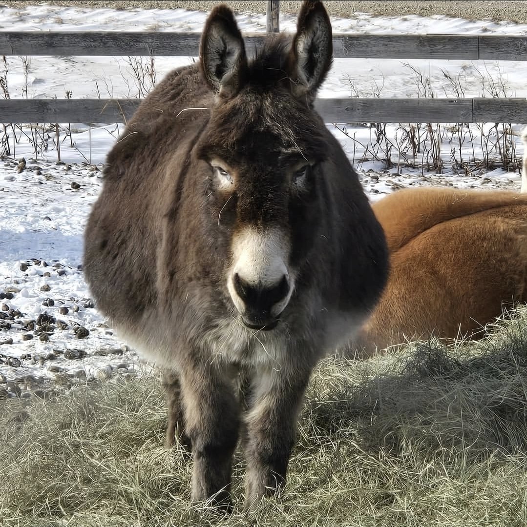 Happy Little Hooves Sanctuary tweet media