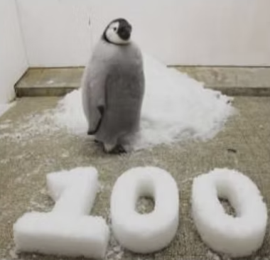 turcotrades's tweet photo. in 2025, something rare happened at adventure world in japan.
after nearly four years, an emperor penguin baby was born.

but this wasn’t just a birth.
it was more like a truman show, except the main character didn’t know it was being watched.

the park didn’t hide the penguin.
they didn’t turn it into a short, edited story either.
they simply opened a camera and let life happen.

no cuts.
no highlights.
just existence, always live.

for almost 100 days, the stream barely stopped.
anyone could tune in at any moment and watch the penguin grow in real time.
sleeping, moving, taking its first steps.

people didn’t just watch once.
they kept coming back.

not for spectacle,
but for continuity.

every day, the same penguin,
in the same frame,
slowly becoming something else.

that’s where it starts to feel a bit nietzschean.

not because the penguin chose this life,
but because meaning was created through repetition.
through the act of showing up.
through becoming, not performing.

attention turned into familiarity.
familiarity turned into connection.

visitors came to the park just to see that penguin.
online, thousands followed its small milestones, day by day.

the park never forced a mascot.
they didn’t manufacture a symbol.

they let one emerge.

that’s how characters are born.
through time, presence, and being seen.

a truman show–like life.
with a nietzschean twist.
and a baby emperor penguin at the center 🐧

$エンペラーペンギン ($BABY)
CA: 85jFeC1ryDV5jGrXcu3e5gJ74SaaTFteoqBTYr2cpump