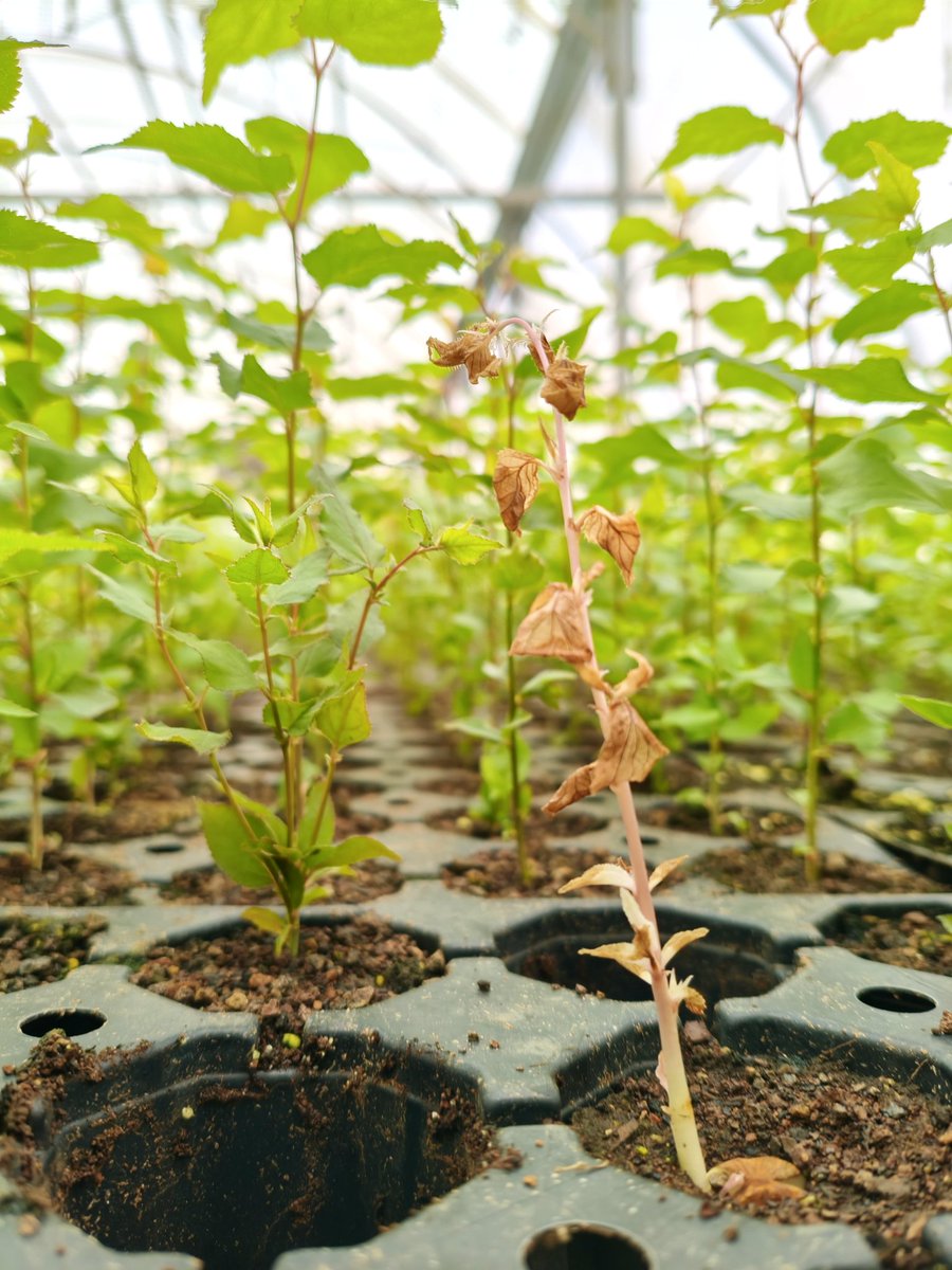 רק לעדכן שהמשמשית הורודה לא שרדה :(