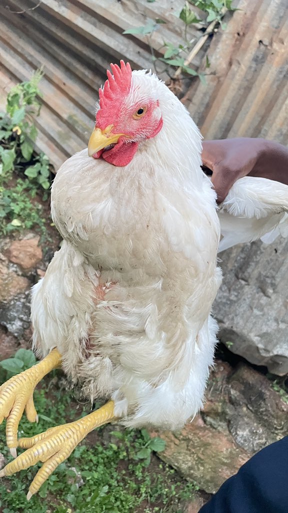 Mirembelj's tweet image. Local broilers the best I’ve ever tasted 
Dm and take one for madam and her besties 🥰