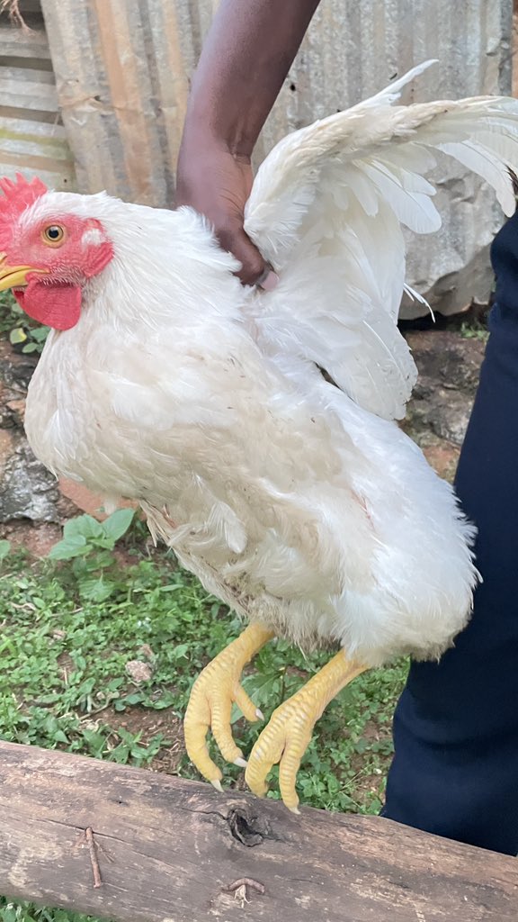 Mirembelj's tweet image. Local broilers the best I’ve ever tasted 
Dm and take one for madam and her besties 🥰