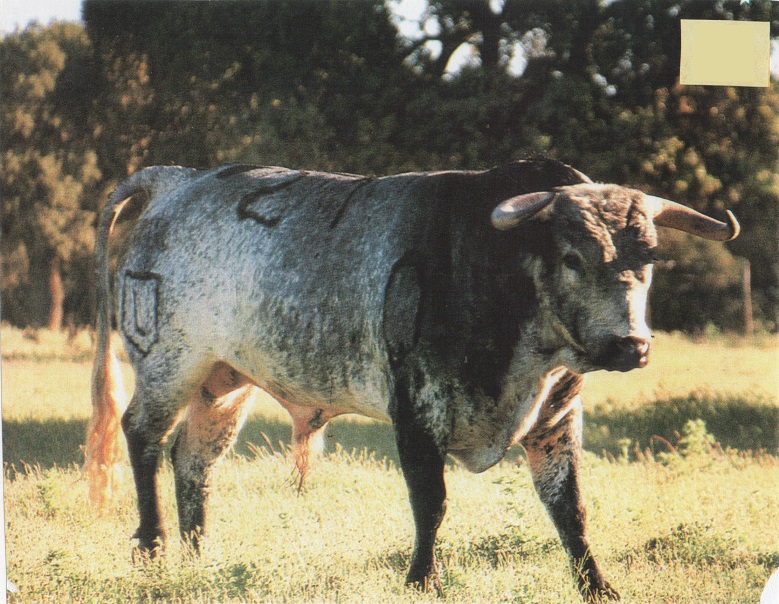 Toro de María Lourdes Martín de Pérez Tabernero. Desconozco año. Pero por el guarismo, debe ser cuatreño del año 1994.