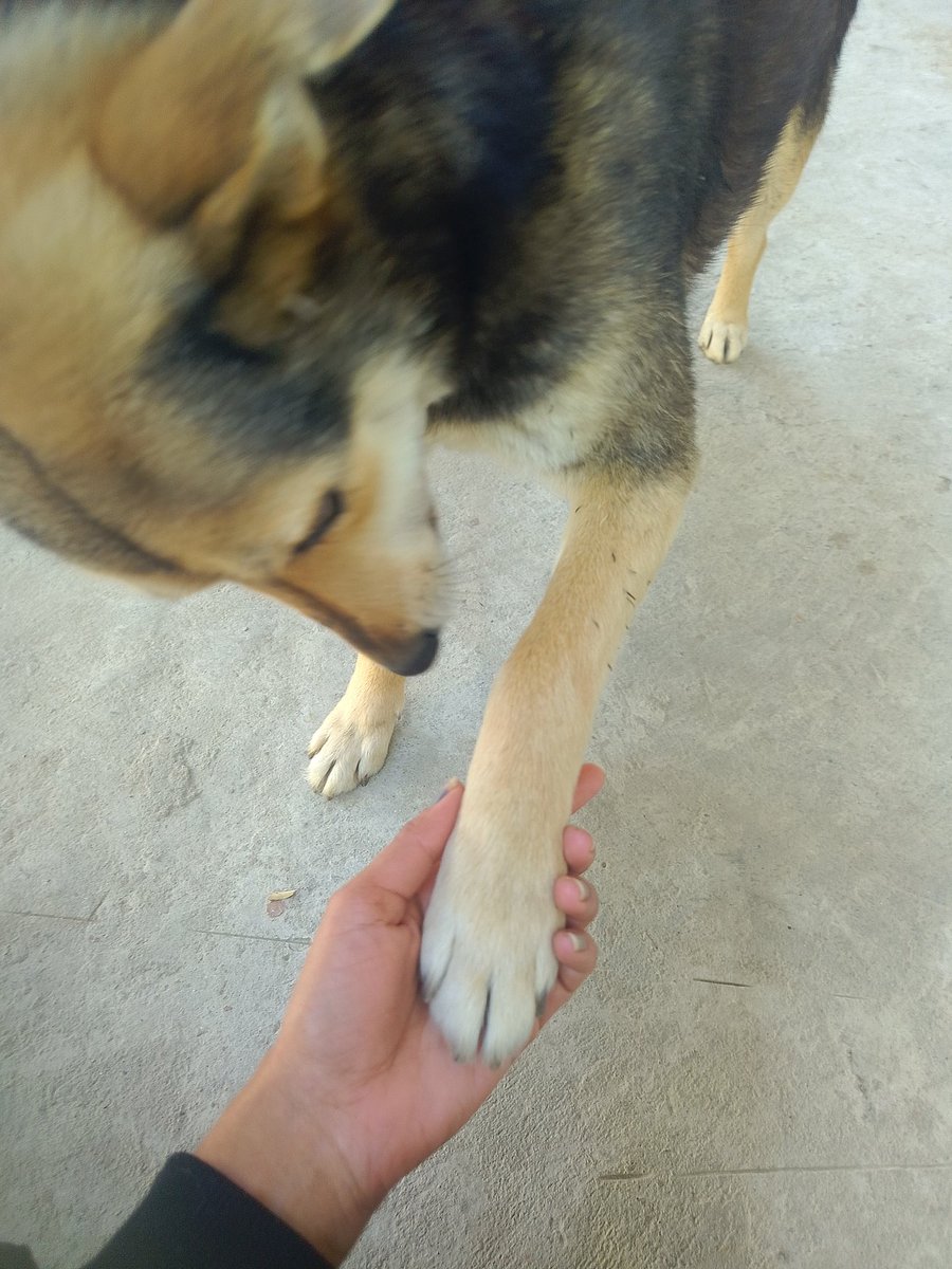 anuradhadogs's tweet photo. All my love to you and every street baby you touch.
Those patient hopeful eyes?
 They wreck us in the best way.
You're their hero &amp; our inspiration. Endless gratitude and hugs 🤗🐶
#FeedTheStrays 
#StreetDogsloves 🥰 https://t.co/hC7Gw6zfzd