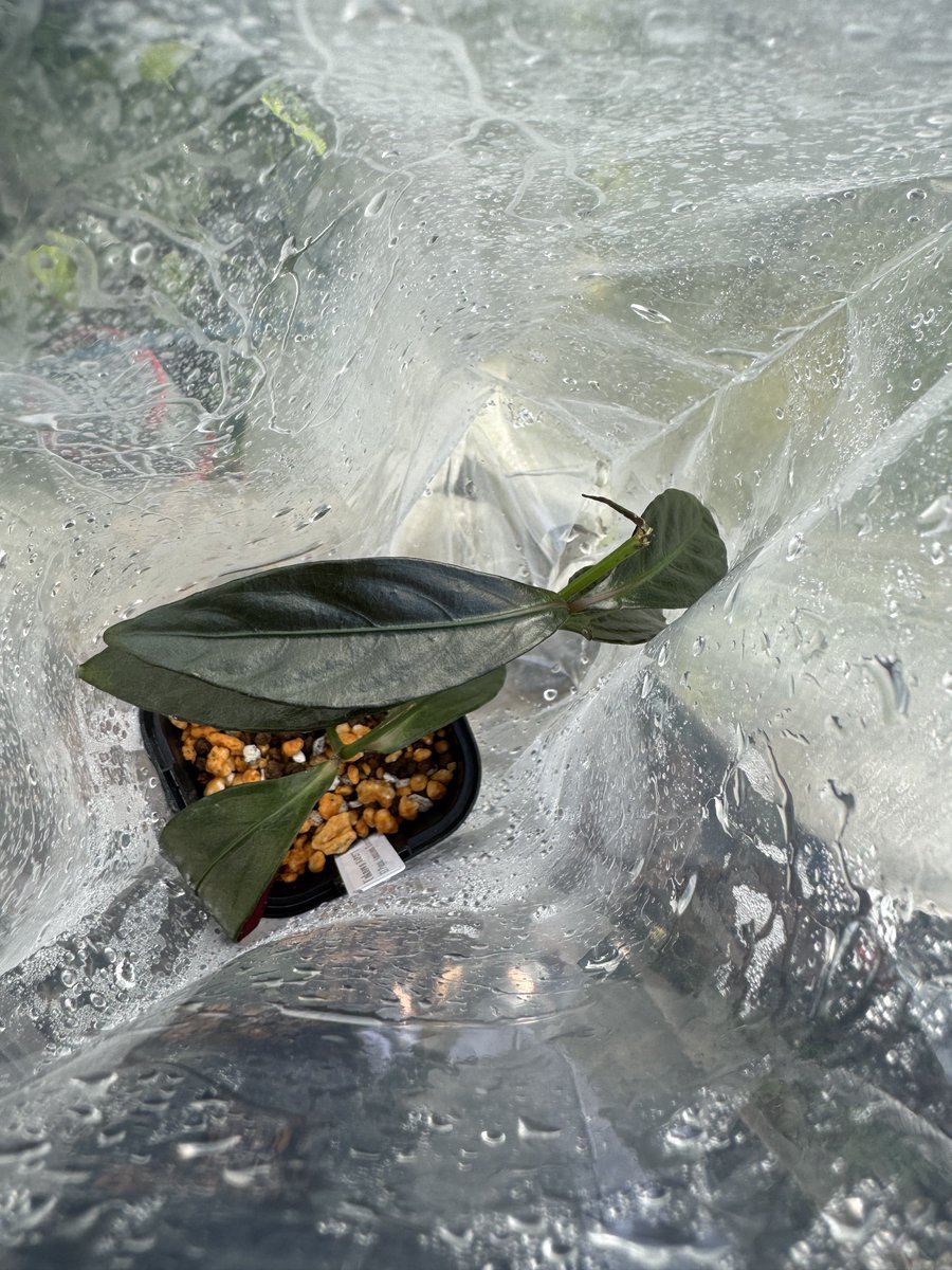 Unknown El Pangui, Ecuador
サンシャインで買ったはいいけど、何もわからないおそらく木本。
対生だし、葉から見てキツネノマゴ科っぽいような気がしないでもないけど......
無事活着し始めてるっぽい。