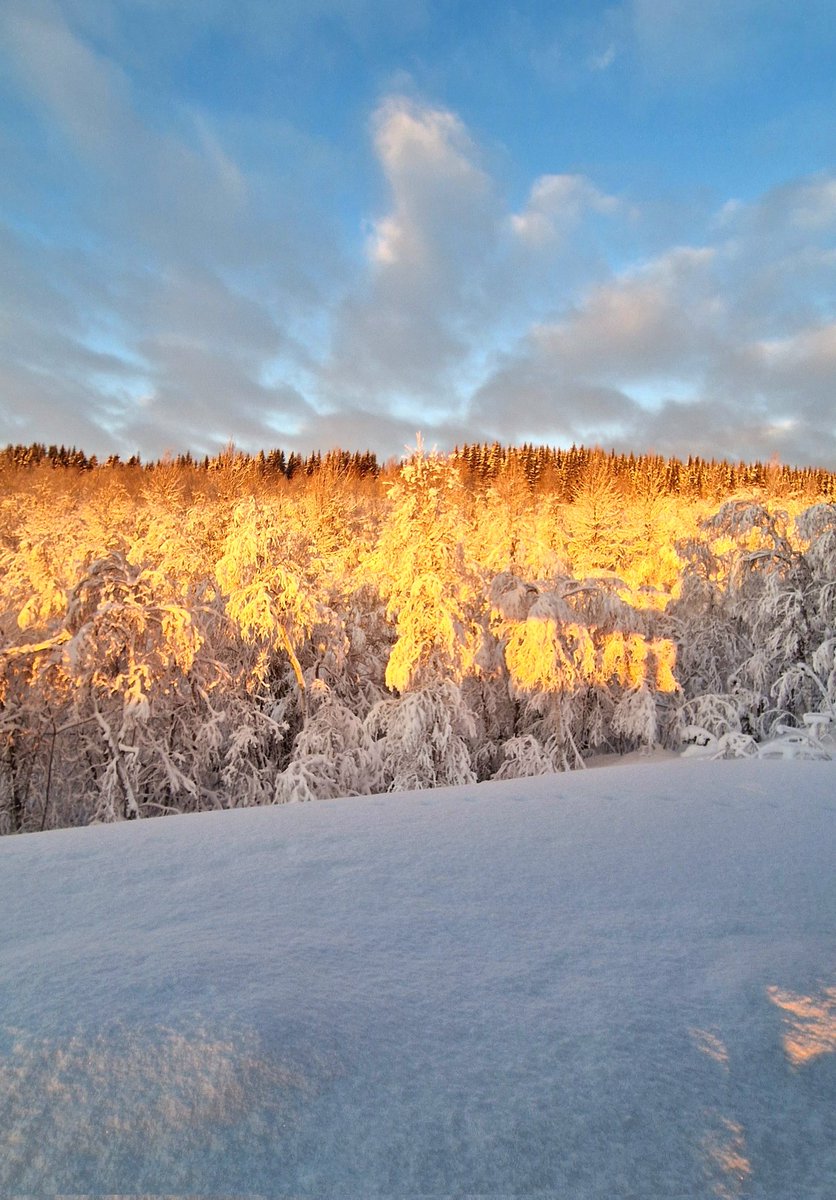 NorthernFrom's tweet image. Встала утром на работу и не пошла, заболела от такой красоты.
