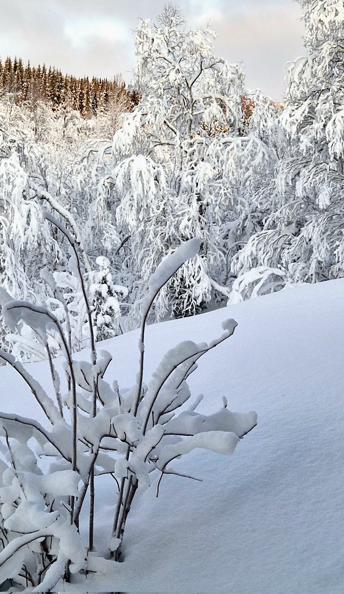 NorthernFrom's tweet image. Встала утром на работу и не пошла, заболела от такой красоты.