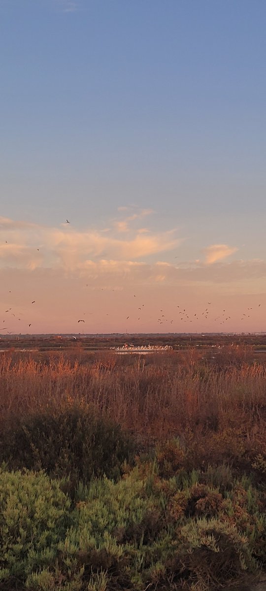 Iberalex_Poctep's tweet photo. 💧🕊️En unos días celebraremos el #DíaMundialDeLosHumedales.
Ecosistemas clave para aves acuáticas y costeras, pero muy vulnerables al cambio climático.
Desde #IBERALEX trabajamos para su conservación.
Muy pronto te contamos por qué son tan importantes 👀 https://t.co/zI37JqxB6G
