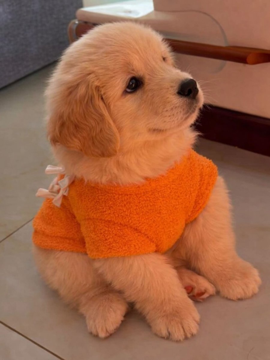 popular pupes (@popularpup5247) on Twitter photo 