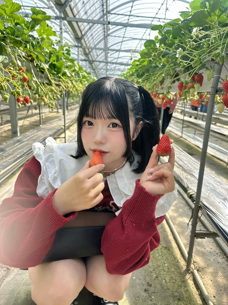 Post by ベヒロ on X: いちごちゃんです