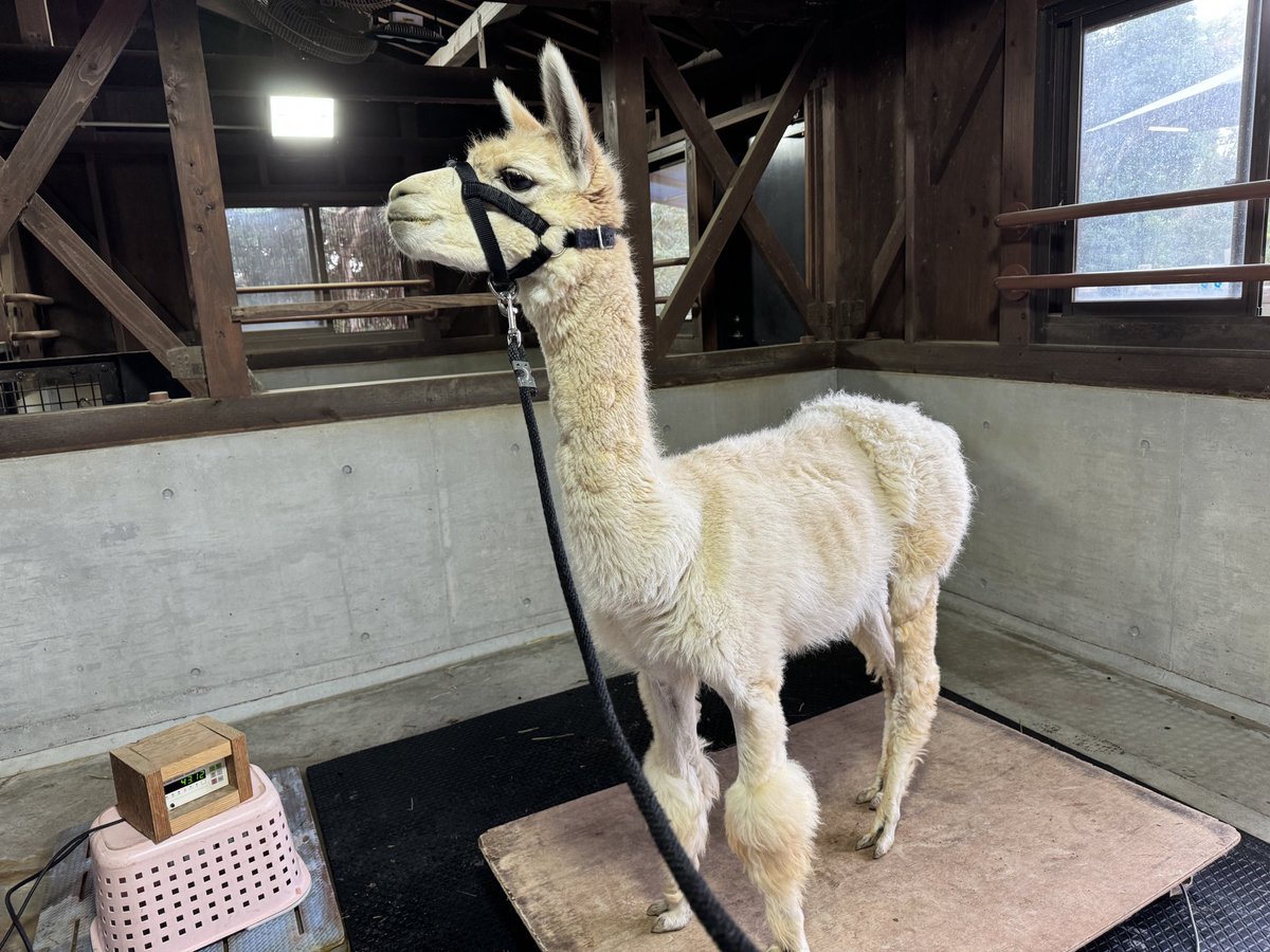 ときわ動物園（公式） (@tokiwazoo) / Posts / X