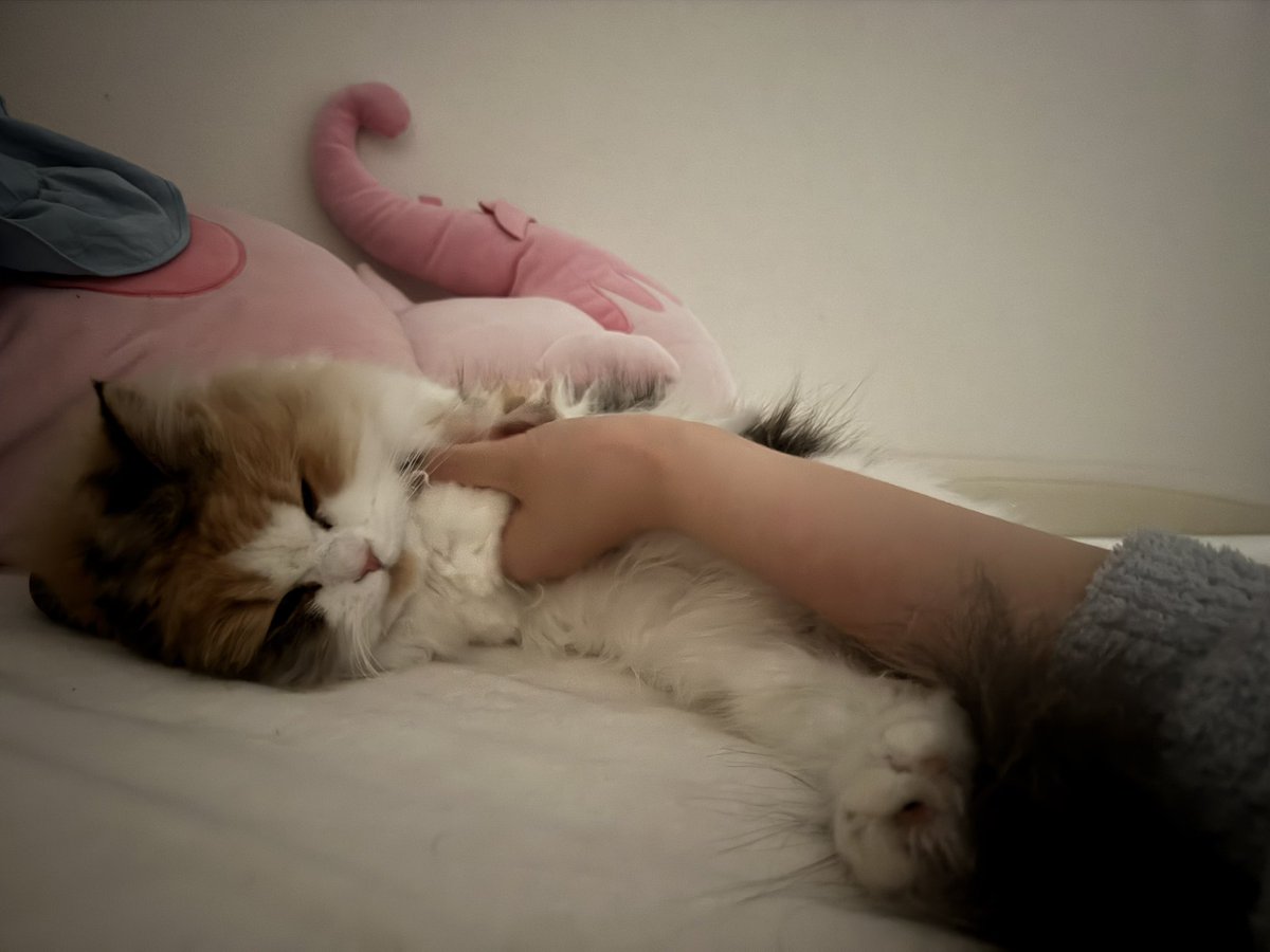 ゆなせちゃん/Unαcee🔸 tweet media