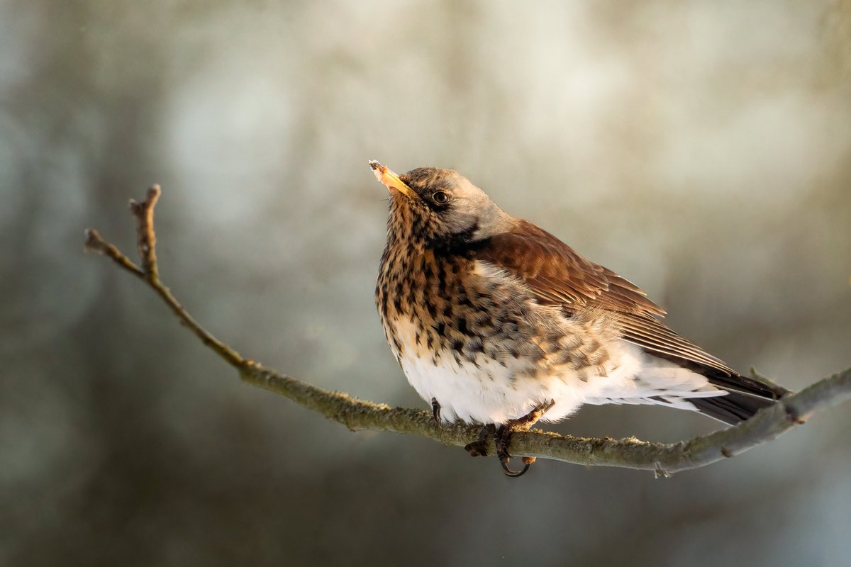 Edgars Trops tweet media