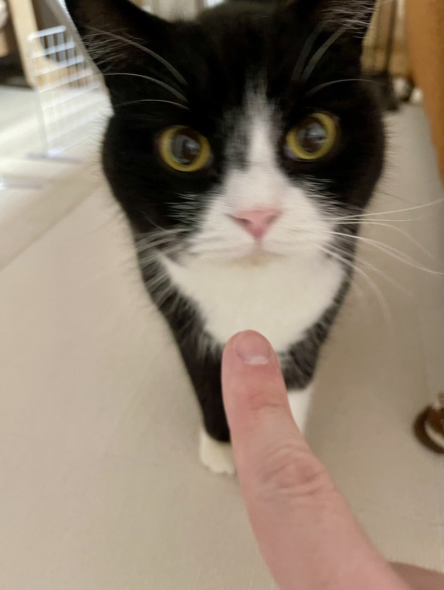 ねこたろう 昨日、帰り道で会った猫さん、すごく可愛かった😊 #ねこ