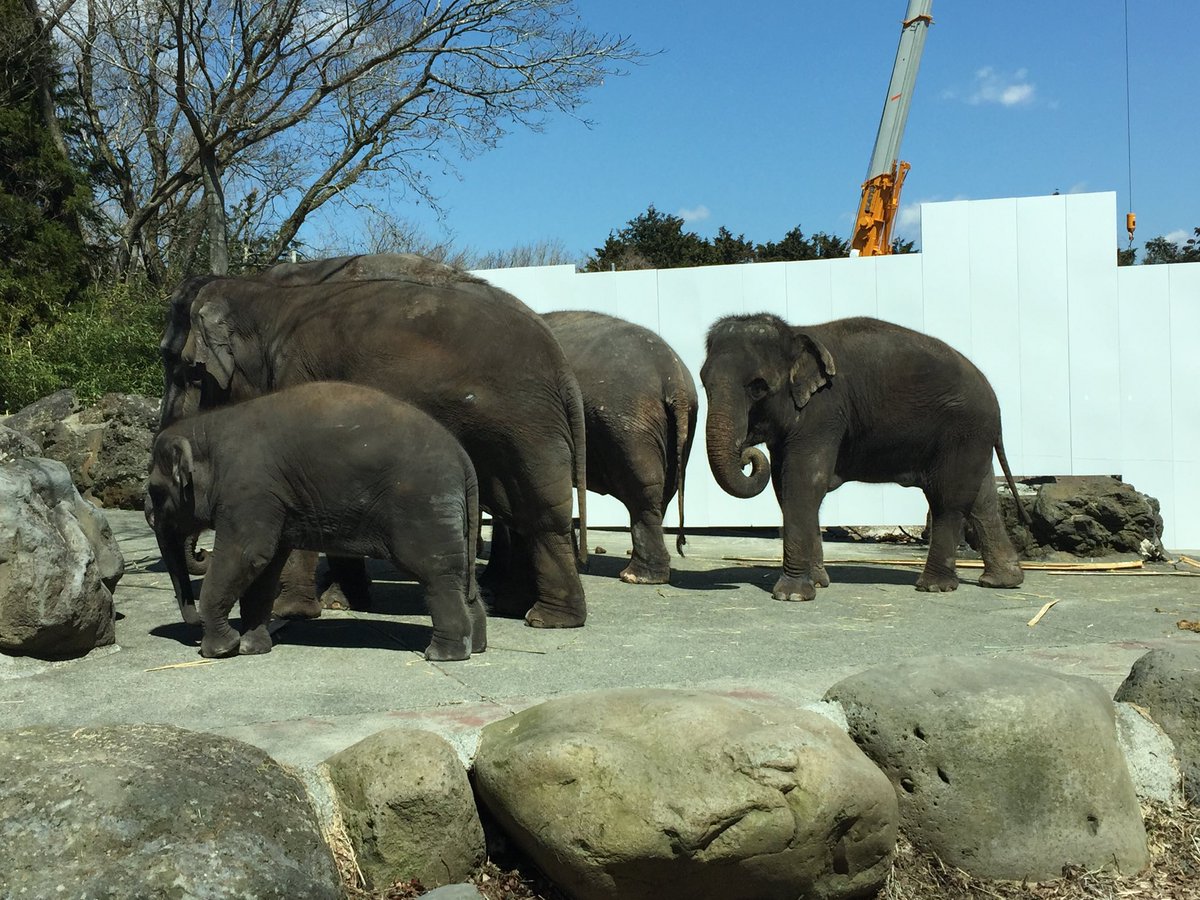 明日の人類進化論ゼミのご案内です！

日時：1月30日（金）14:00〜
場所：理学部2号館315号室

● 築地　夏海（人類進化論・D2）
「調査計画：北タイのゾウ飼育施設におけるアジアゾウとゾウ使いとの相互行為の観察調査」

霊長類の研究室ですが、ゾウの研究をしてる学生さんがいます！

#ゾウ　#タイ