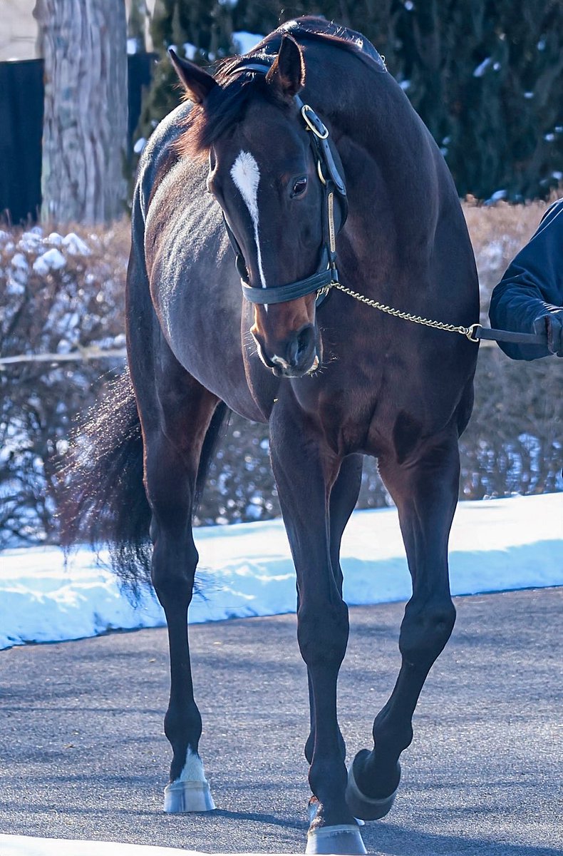 キタサンブラック