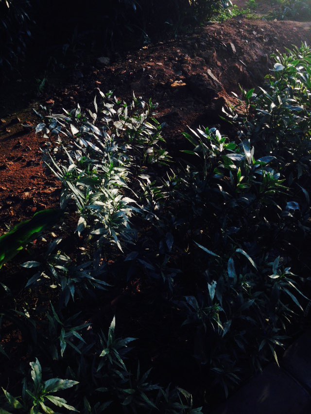 febisyelaaaa's tweet image. wts // want to sell iphone 5 32gb all operator

✮ all operator
✮ tombol - tombol semua amann masih berfungsi
✮ kameranya jernih polll🤙🏻
cocok bgt dijadiin digicam ala ala
✮ hampir gaada lecet 

510k (32gb)
cod bekasi / oren 
#zonauang  #wtsiphone5 #iphone5 #wtbiphone5