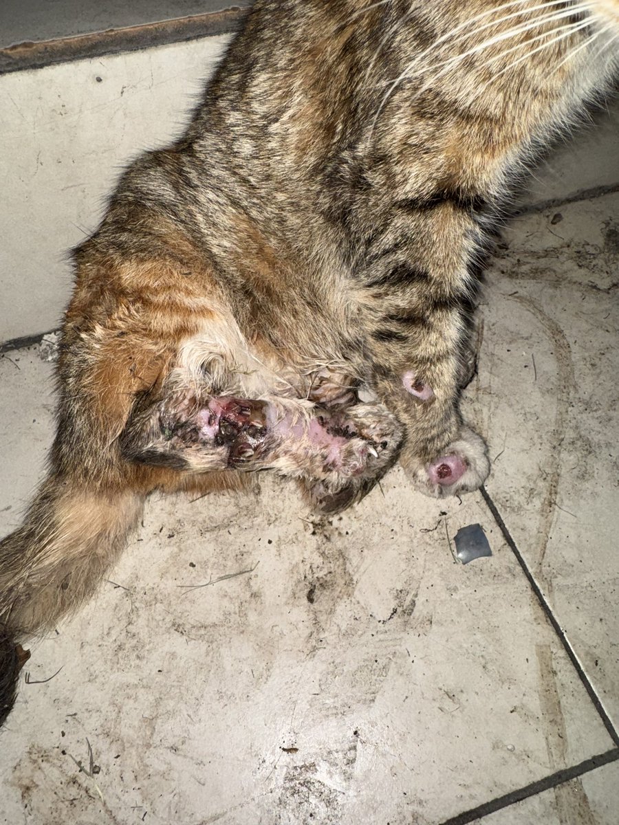 airienaszli's tweet photo. Salam and hi semua. Rabu 28 Jan 2026, saya terjumpa kucing stray. Condition dia masa saya jumpa tu teruk (refer gambar)

Luka penuh di kaki. Bernanah, penuh ulat. Mula mula saya tak boleh bawa balik sebab kena pergi hospital. https://t.co/lGjWKjcNtT