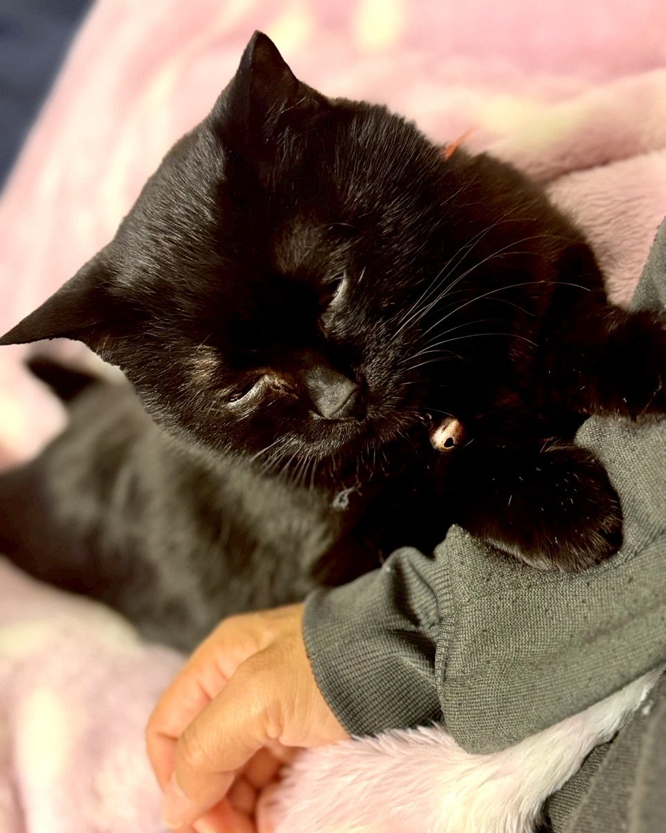 #黒猫🐈‍⬛