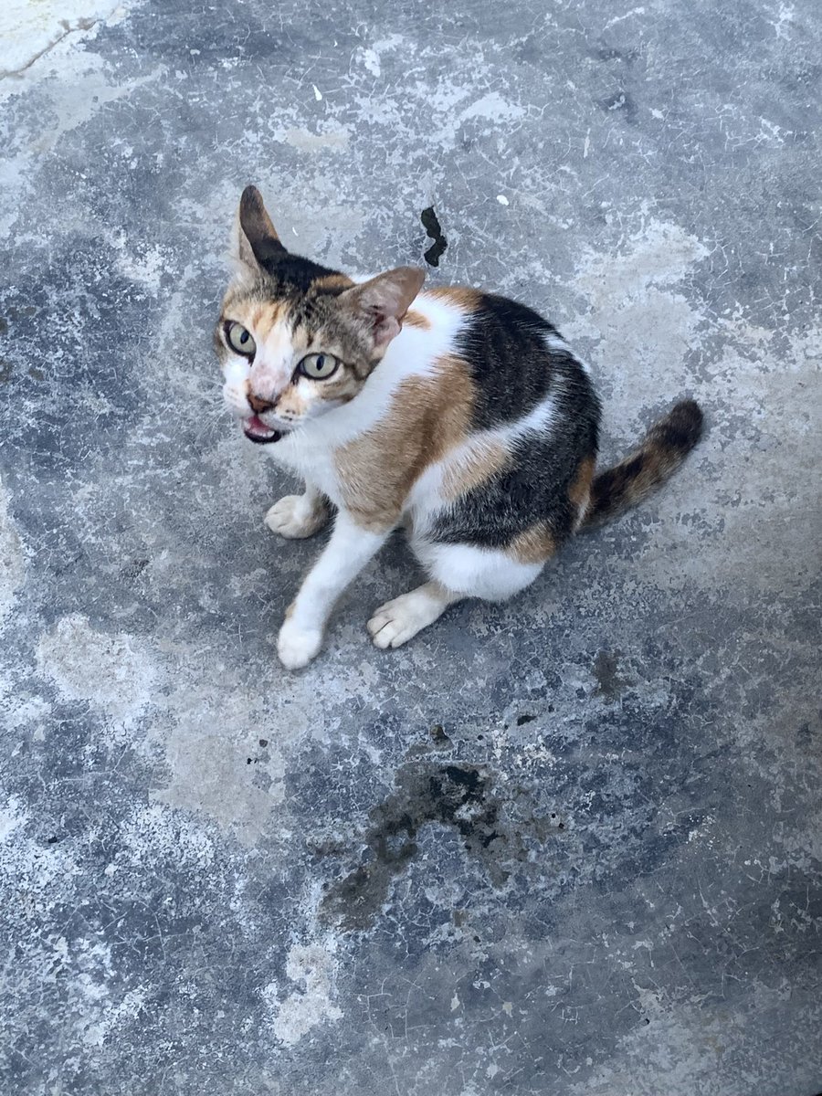 Bisabisanya ema kucing ini isi lagi pdhl anak2nya masii kecill😭🫵🏻